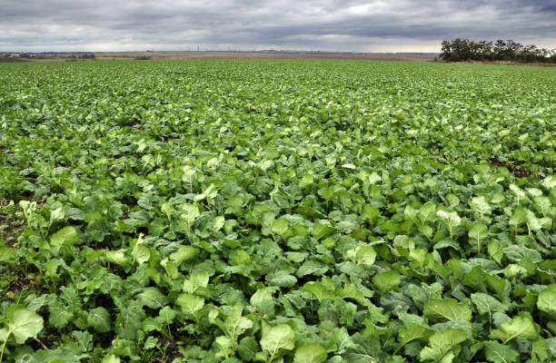 istock In the autumn field grows winter rape 1405887436