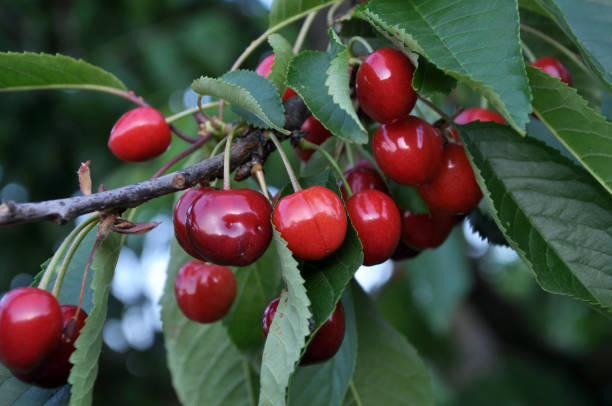 istock Branch with ripe berries of cherries 1405887463