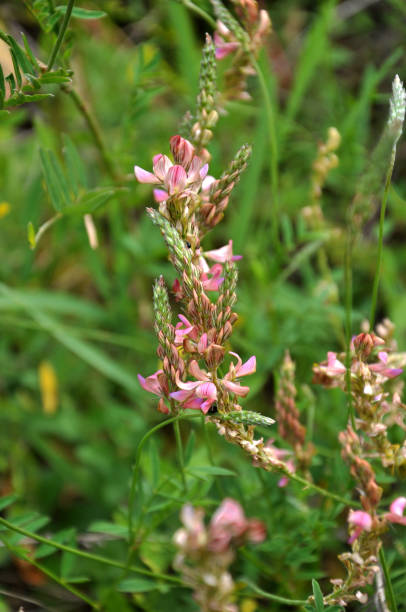 istock Pink flowers sainfoin 1405887464