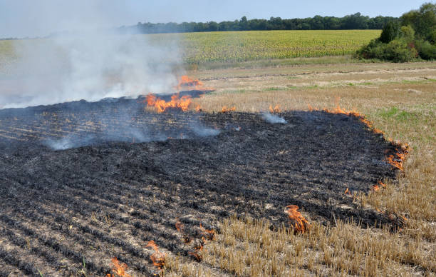 istock On the field burns stubble 1405887527