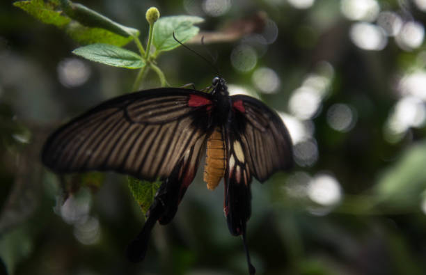 Butterfly stock photo