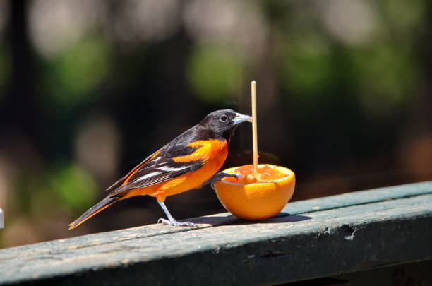 Baltimore Oriole eating from an orange in Ontario, Canada.