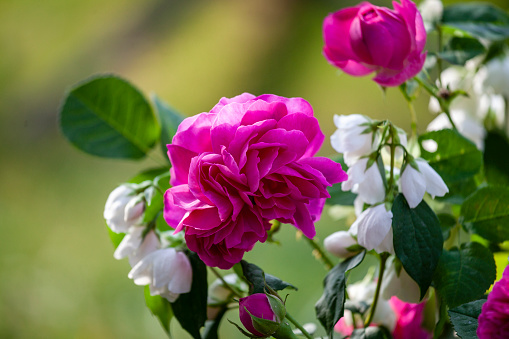 Rose 'De Rescht' Magenta Color, fragrant rose, Mock orange