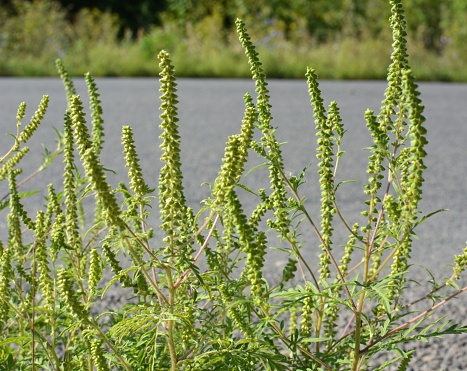 In summer, ragweed (Ambrosia artemisiifolia) grows in the wild