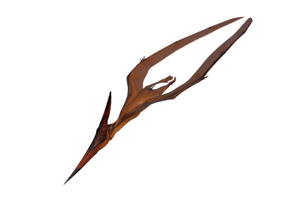 istock Pteranodon dinosaur diving to attack prey.. 3D illustration isolated on white with clipping path. 1405890605