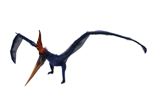 Blue Pteranodon with orange crest landing on ground. 3D render isolated on white with clipping path.