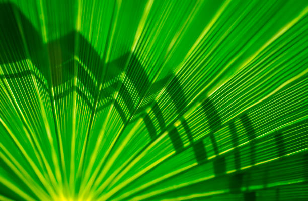 Closeup fern leaf in sunlight, Cycad Revoluta, background with copy space, full frame horizontal composition