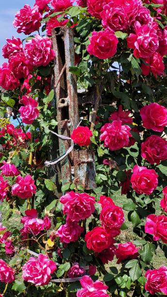 istock Close view of beautiful wild roses 1405892744