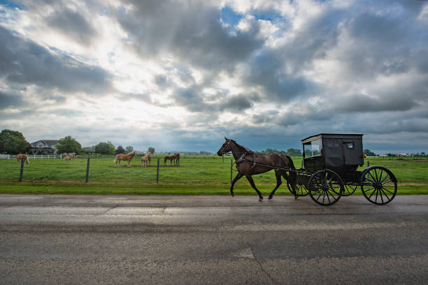 Country life amish farmer working with a horse on the field