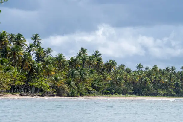 coconut plantation on an island in northeastern Brazil