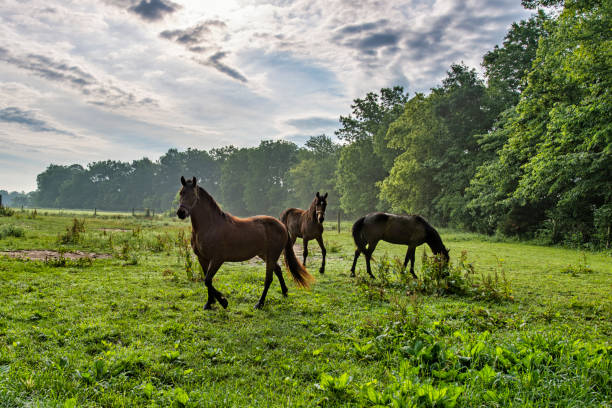 istock Horses in the Early Morning 1405894792