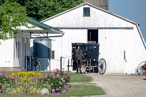Amish Buggy and White Barn