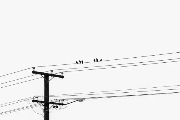 Minimalist six starlings perching on powerlines in monochrome.