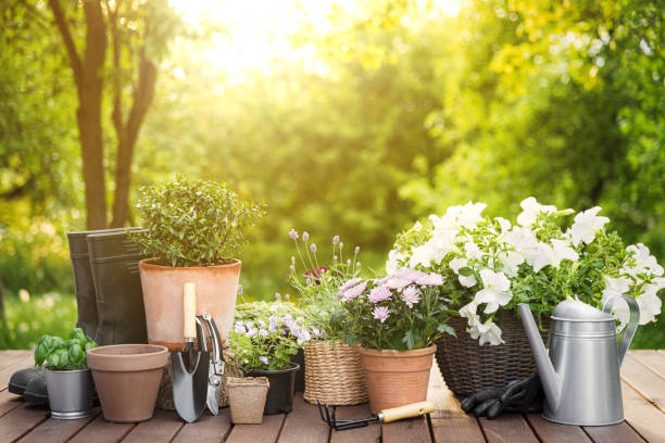 istock Different potted blooming flowers and herbs, gardening equipment and tools 1405898105