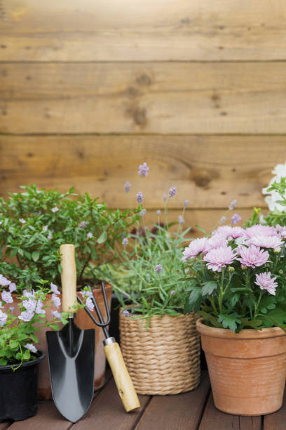 istock Different potted blooming flowers and herbs, gardening equipment and tools 1405898109