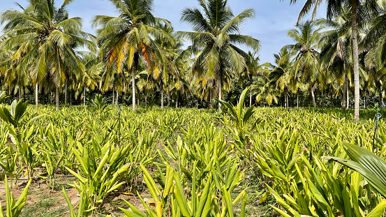 Turmeric spice plants in a farm planted with coconut