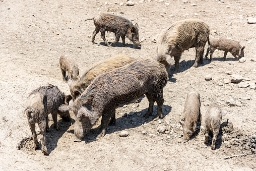 A family of wild pigs looking for food in the ground in Rhodes, Greece.