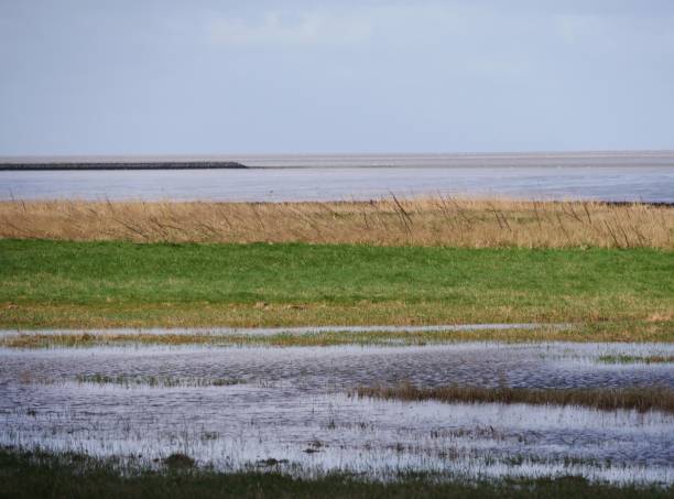 istock Wet marshland on the North Sea coast 1405901907