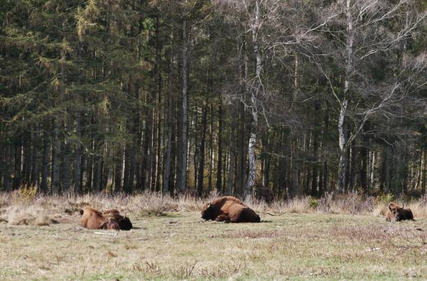 istock Bison lie on a gentle nature in the coastal heath 1405902816