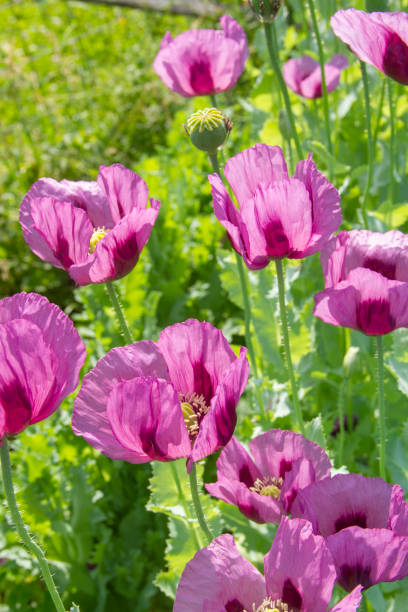 Lovely Purple Poppies just now opening. After flowering the pods will contain poppy seeds  which can be used in baking.