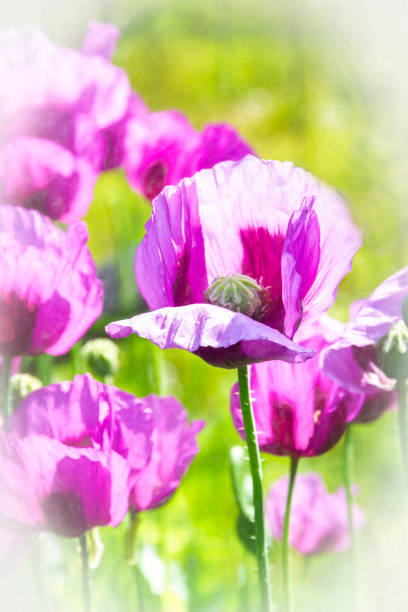 Lovely Purple Poppies just now opening. After flowering the pods will contain poppy seeds  which can be used in baking.