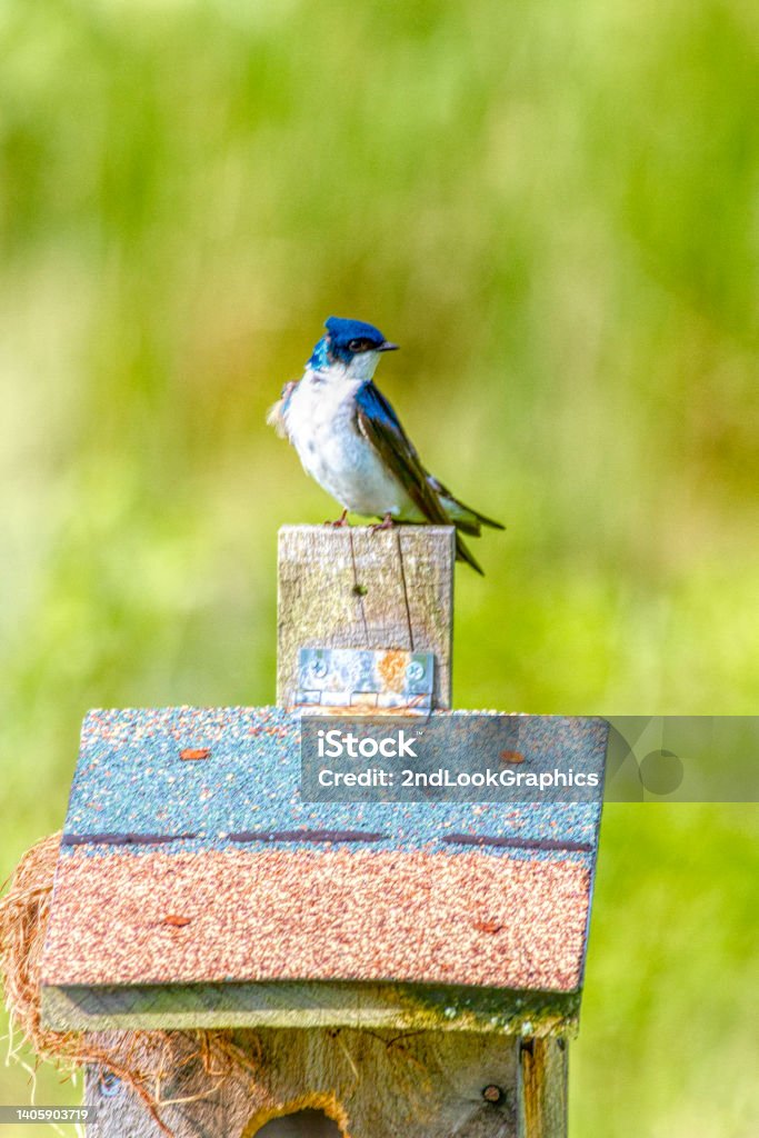 Tree Swallow on Bird House Tree Swallow on home made bird house standing in a wild field Swallow - Bird Stock Photo