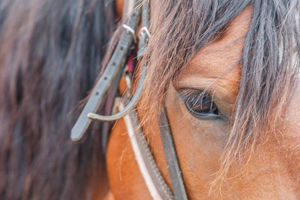 istock Horse portrait 1405906778
