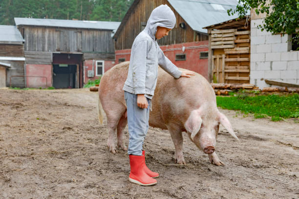 istock Boy with a pig on a farm 1405906781