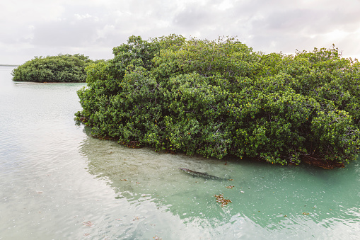 Small bushy island covered in lush foliage and a crocodile swimming by.