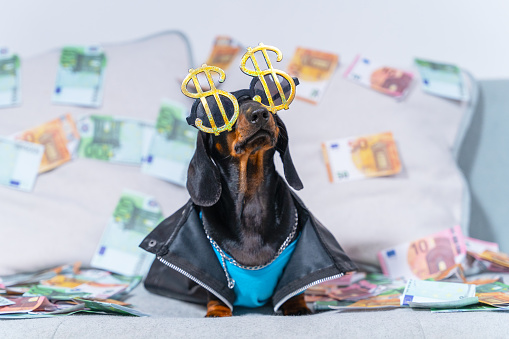 Stylish dachshund puppy in leather jacket, dollar glasses sits on sofa littered with euro bills. Dog dreams of wealth, fame and lot of money. American Dream. The dog is bathed in gold and glory.