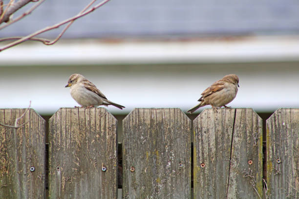 istock Sparrows on a wooden privacy fence 1405908857