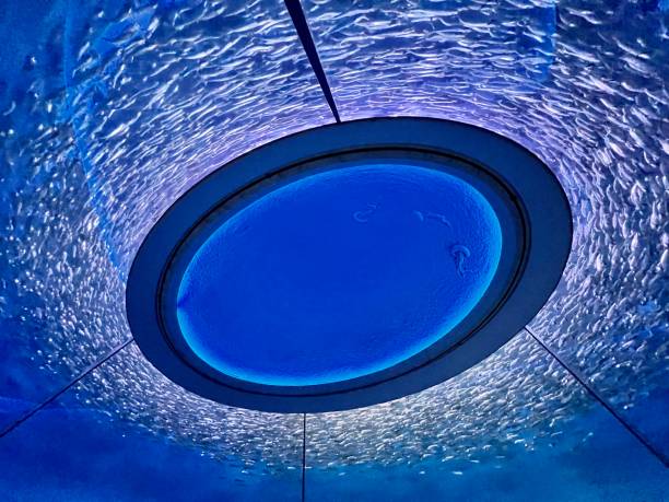 istock Fish Swimming In Circle 1405909641