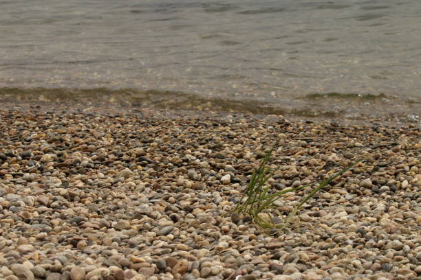 Pebbles on the Rhine river bank