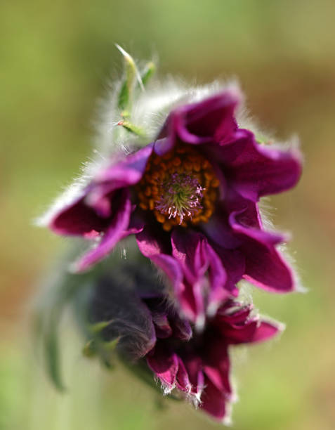 fleur de pasque à fleurs pulsatilla vulgaris au printemps - coupe en dégradé photos et images de collection