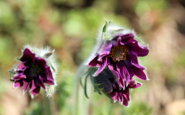 fleur de pasque fleurie pulsatilla vulgaris au printemps - coupe en dégradé photos et images de collection