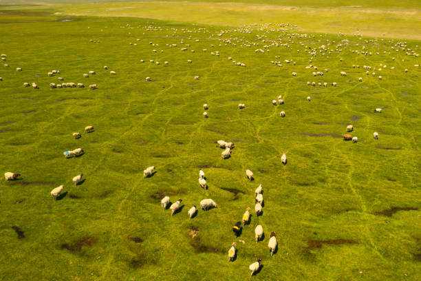 istock Sheep on the prairie with blue sky. 1405912882
