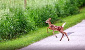 Fawn on the Road