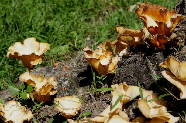 istock mushrooms growing on dead wood 1405917051