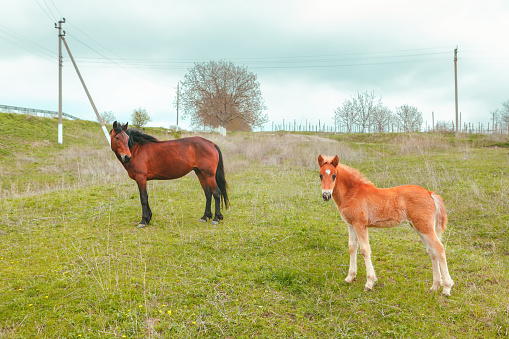 Mare and Foal Standing Together on the Meadow