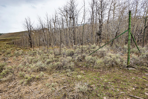 Exclosures to keep Elk from grazing on aspens in the fenced areas. Yellowstone National Park, Wyoming.