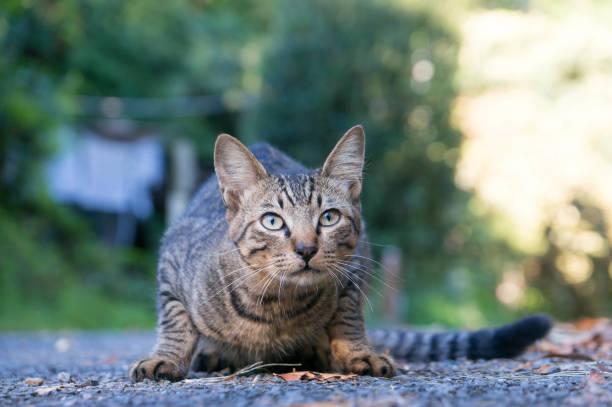 istock Stray cats living in Japanese forests 1405922851