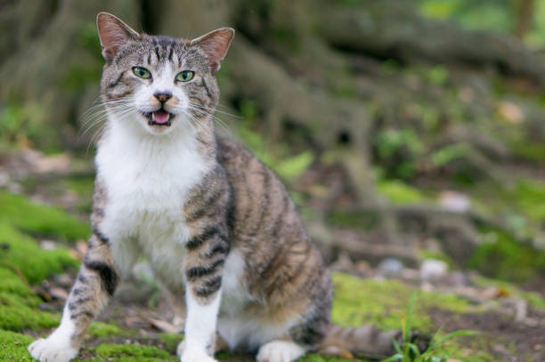 istock Stray cats living in Japanese forests 1405922877
