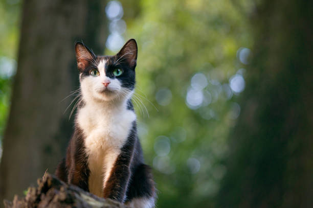 istock Stray cats living in Japanese forests 1405922942