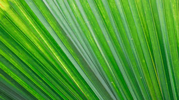 close up of green palm leaf