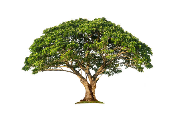 istock isolated rain tree, Common name : saman, rain tree, monkeypod, giant thibet, inga saman, cow tamarind, East Indian walnut, Binomial name : Albizia saman 1405924037