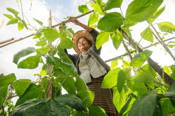 istock sian grandmother pick vegetable 1405925050