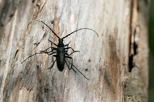 capricorn beetle Cerambyx scopolii on a tree trunk in a forest in Germany