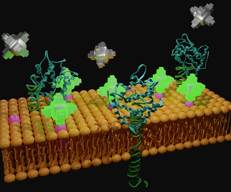 Isolated Bioluminescence probes for Detecting Cell Surface Membrane Protein Expression 3d rendering