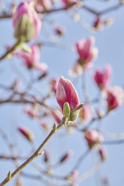 plan rapproché d’arbre de magnolia de floraison - nature sunlight tree illuminated photos et images de collection