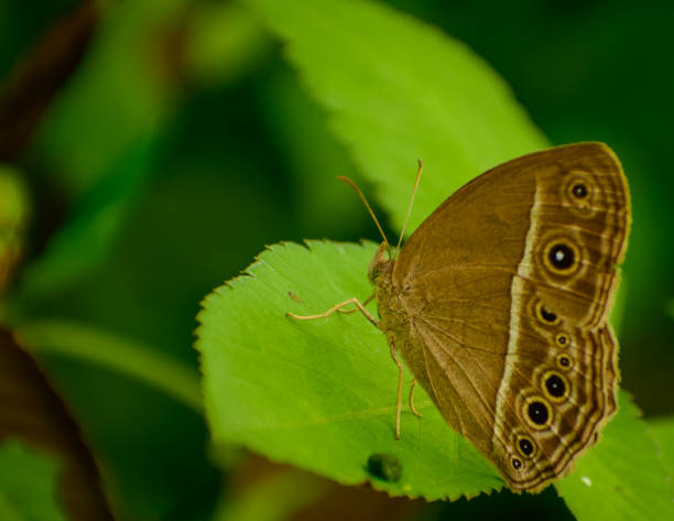 istock Dark branded bushbrown butterfly on green leaf 1405926765